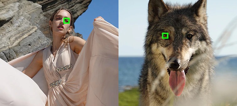 Усовершенствованная функция автофокусировки по глазам в реальном времени для впечатляющих портретов и снимков животных